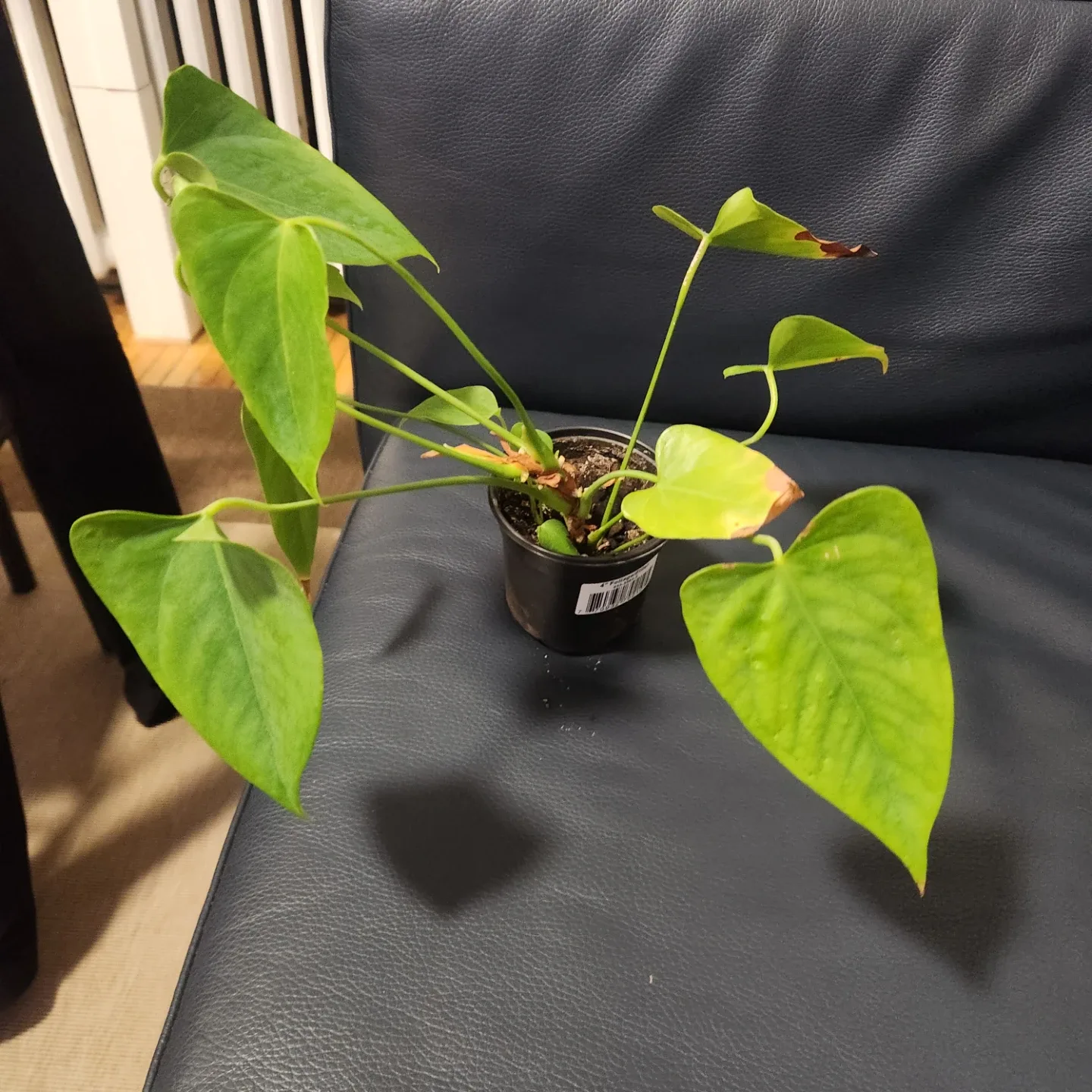 Anthurium Plant image indicator(2)