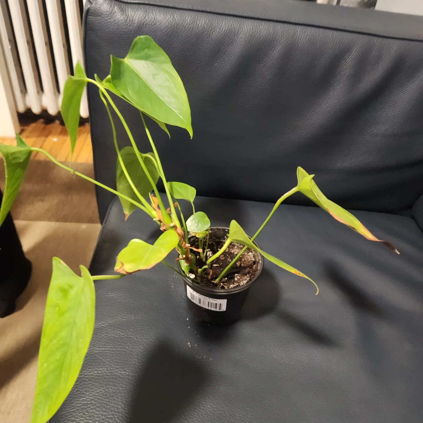 Anthurium Plant image indicator(3)