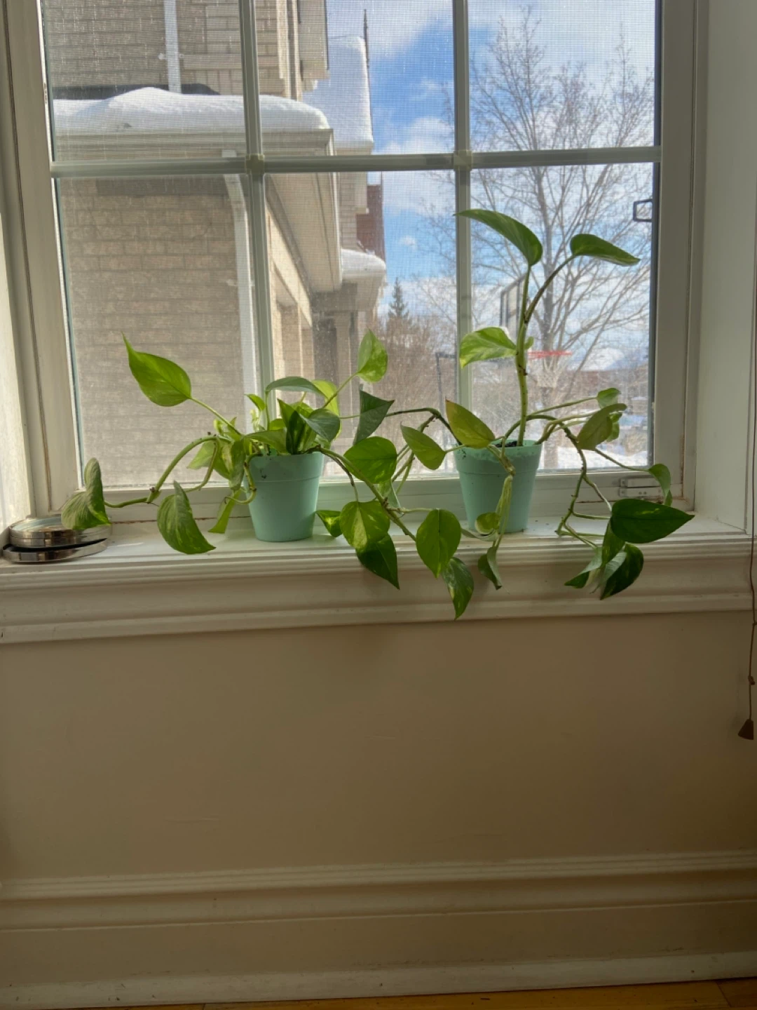 Potted Golden Pothos Plant