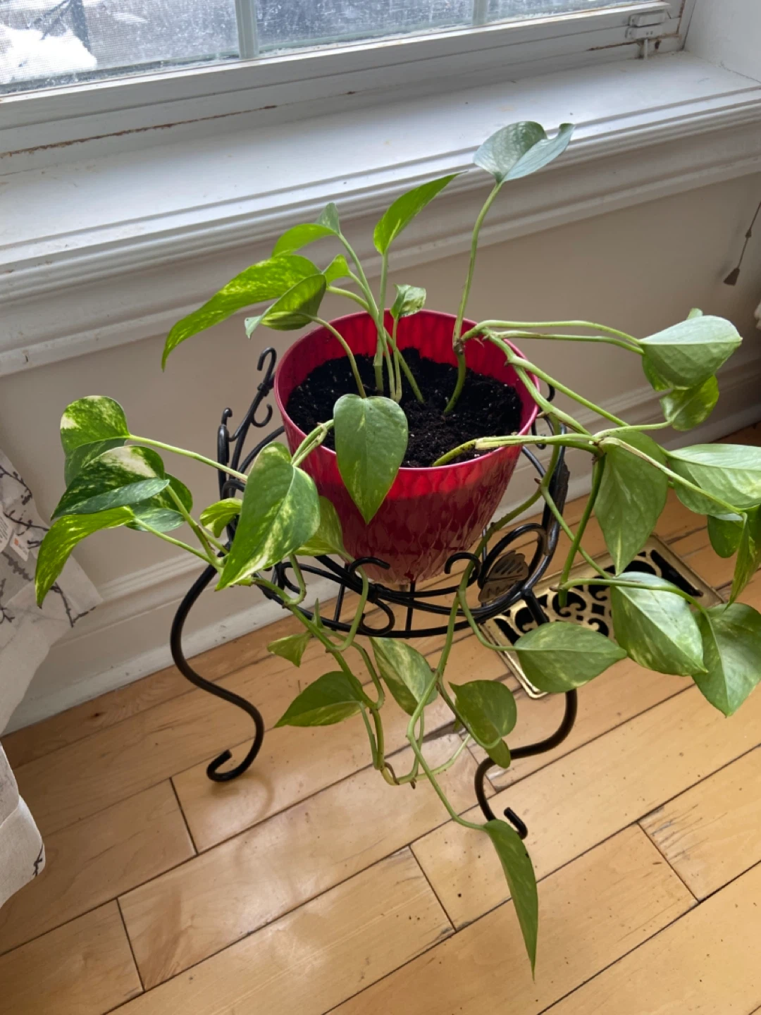 Potted Golden Pothos Plant - photo 5