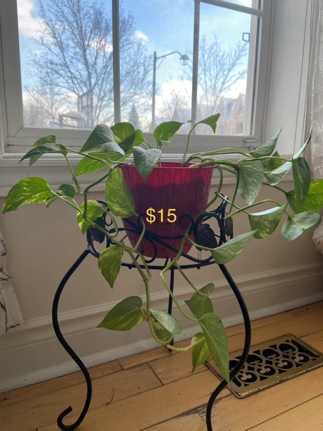 Potted Golden Pothos Plant - photo 3