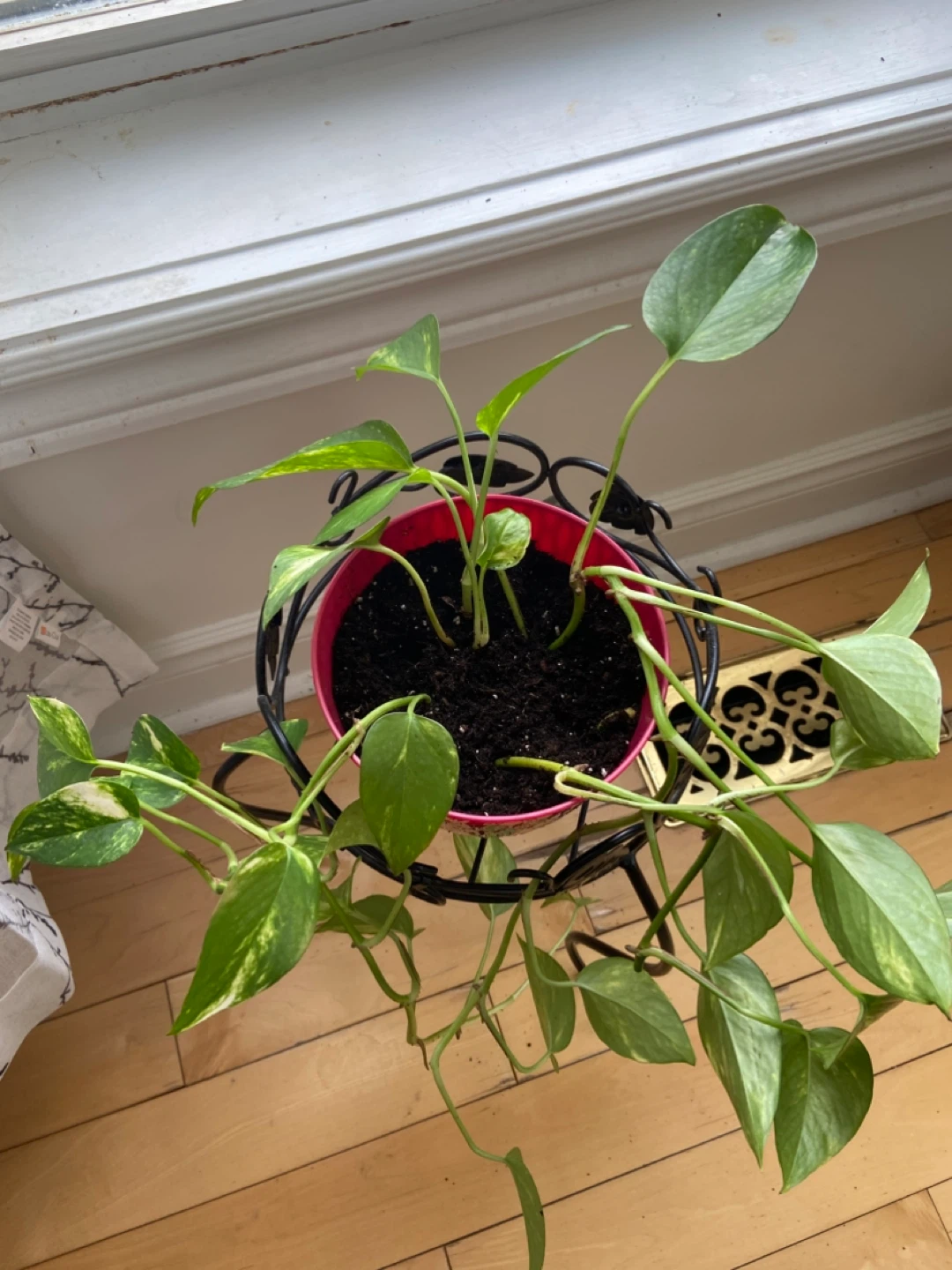Potted Golden Pothos Plant - photo 4