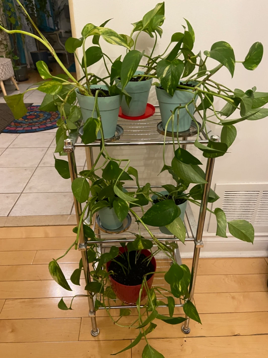 Potted Golden Pothos Plant - photo 2
