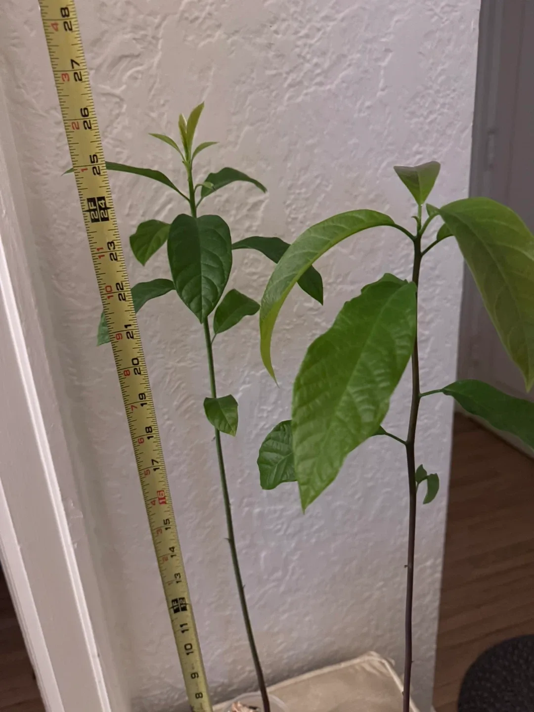Avocado Plant Seedling Good rooted 25” + one 16” thumbnail
