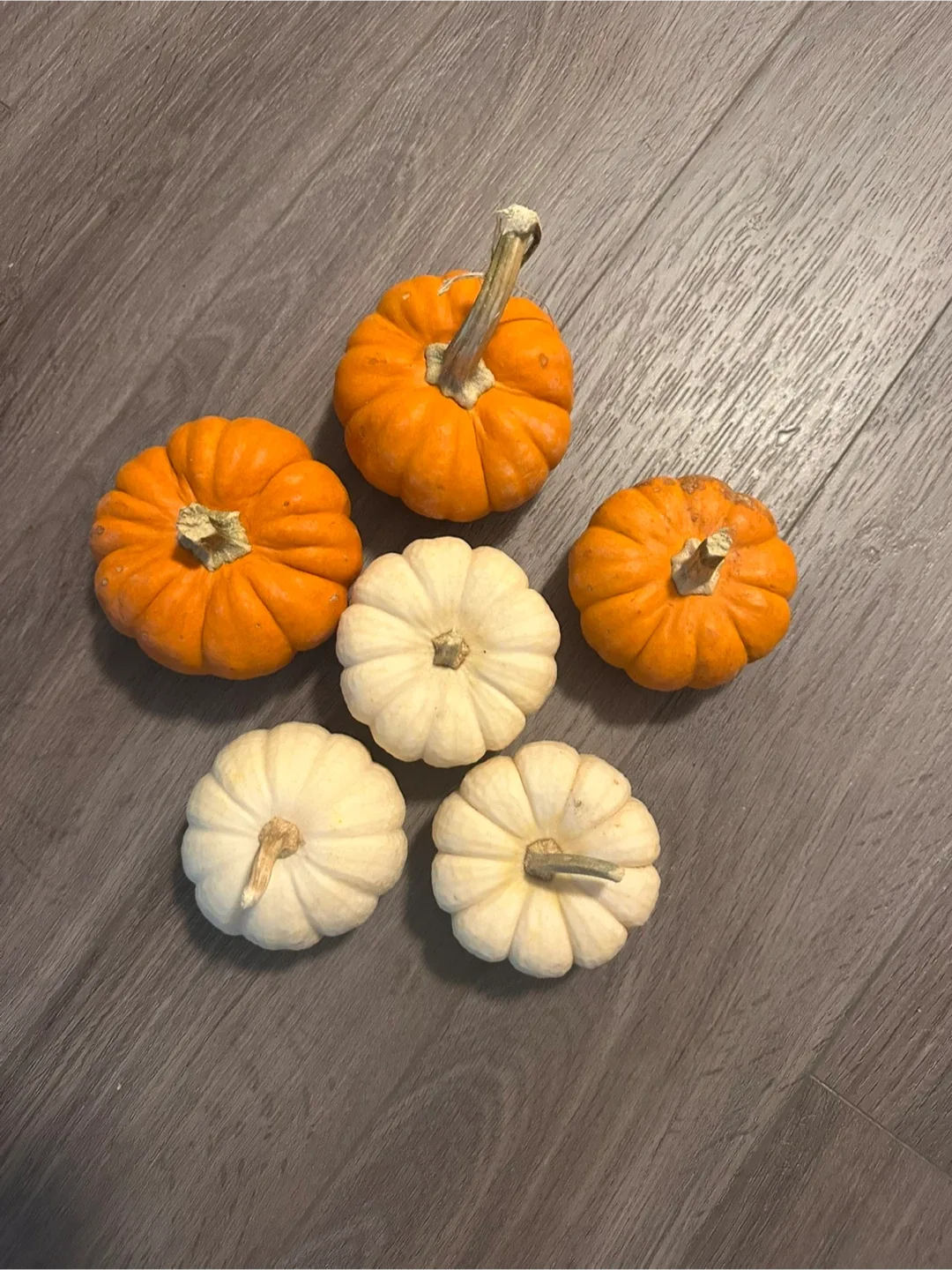 Mini Pumpkins - Orange & White thumbnail