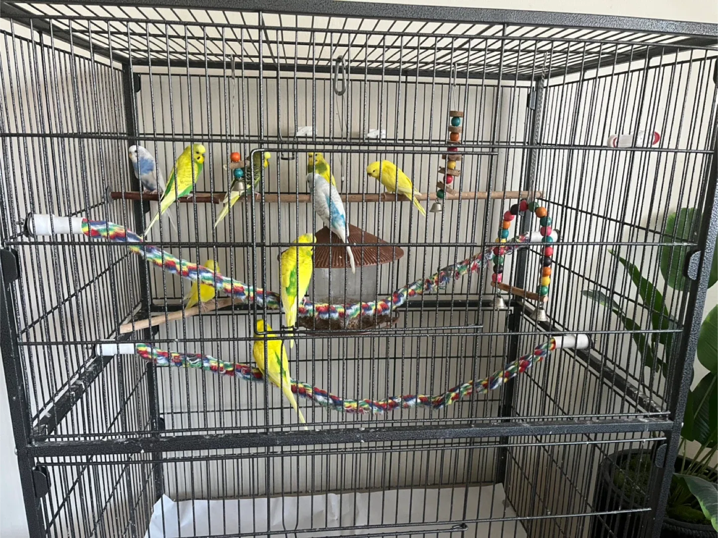 Large Black Bird Cage image indicator(2)