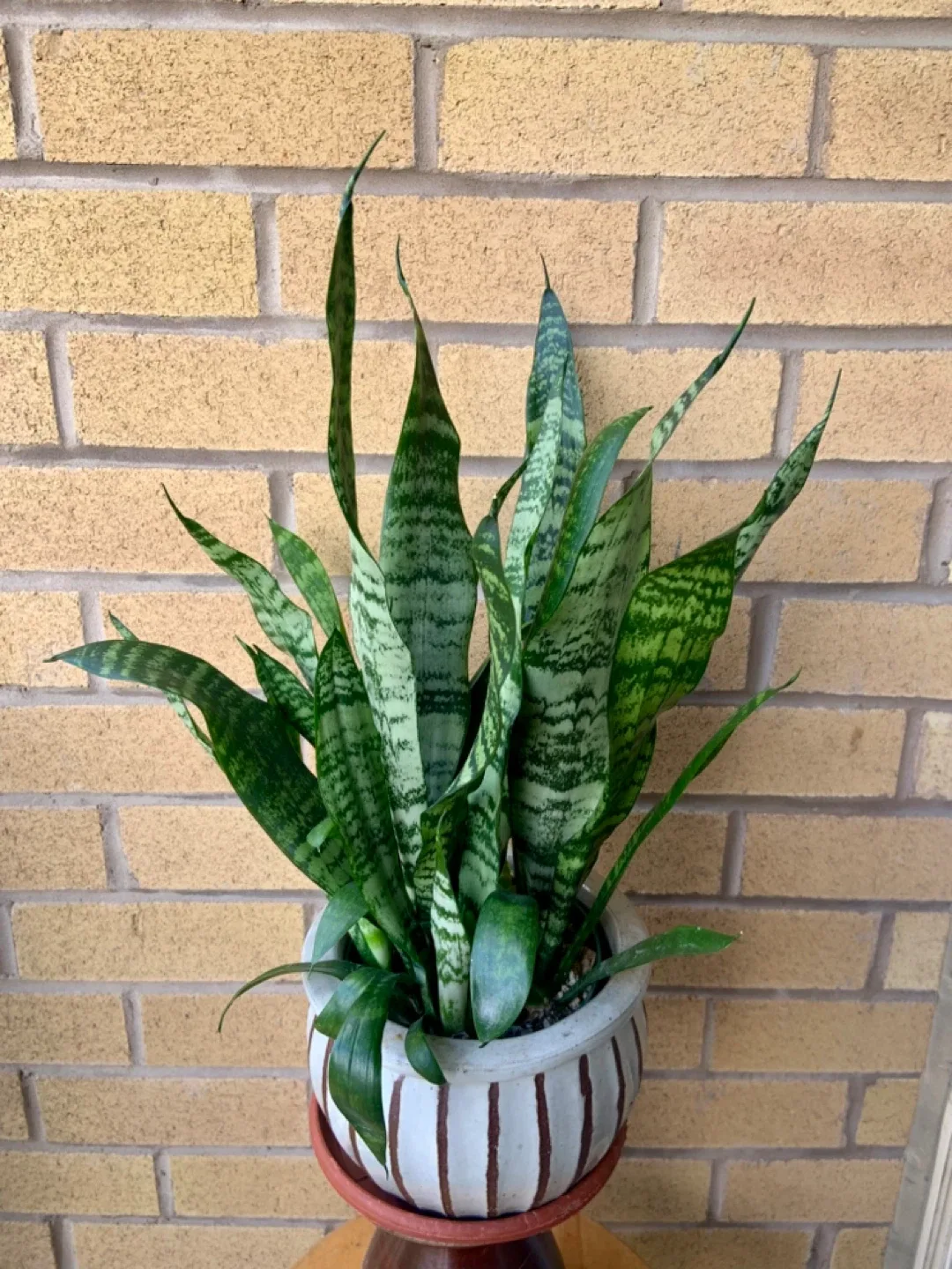 Snake Plant in Striped Ceramic Pot image indicator(3)