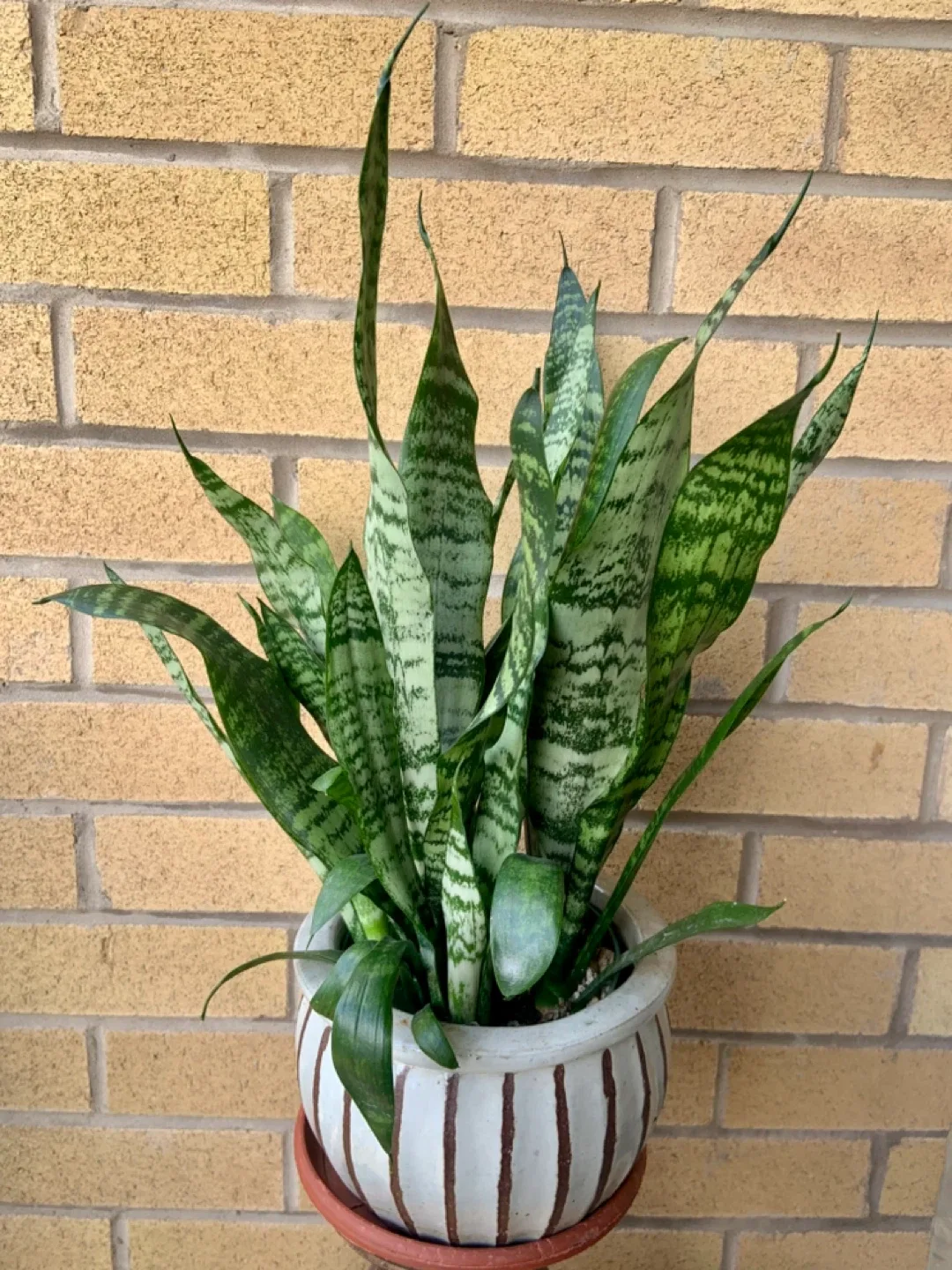 Snake Plant in Striped Ceramic Pot image indicator(4)