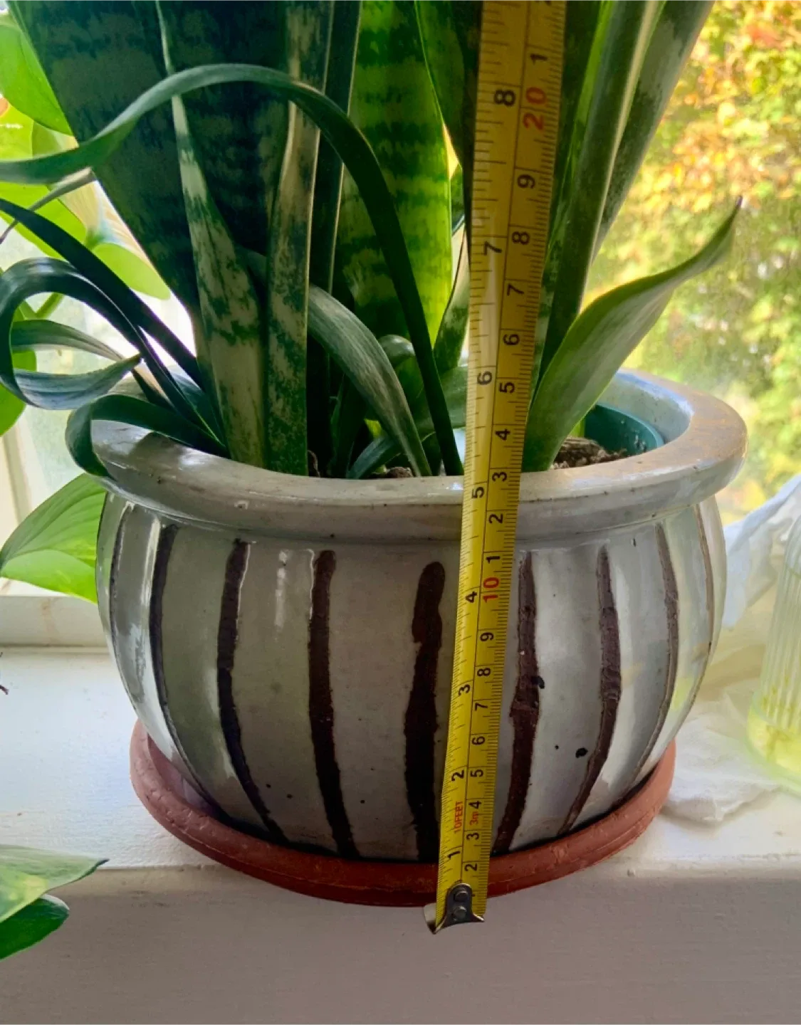 Snake Plant in Striped Ceramic Pot image indicator(5)