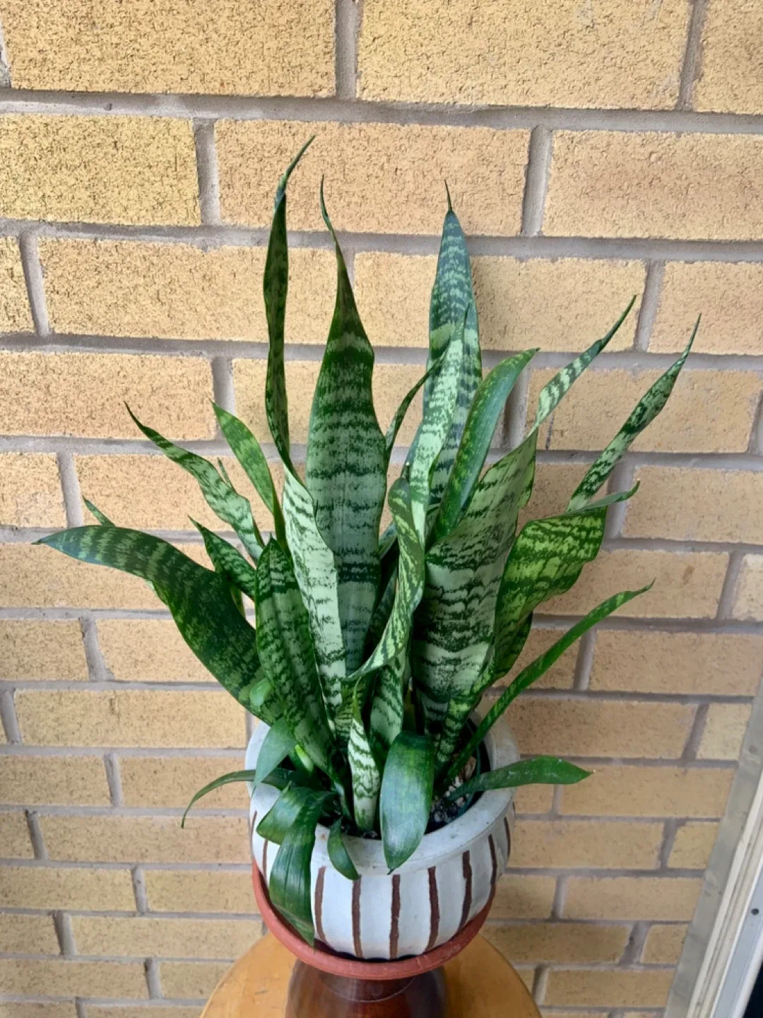Snake Plant in Striped Ceramic Pot thumbnail