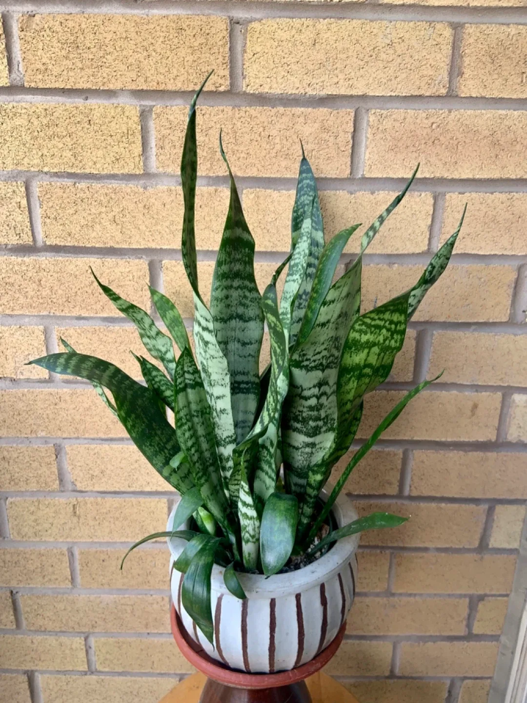 Snake Plant in Striped Ceramic Pot image indicator(2)