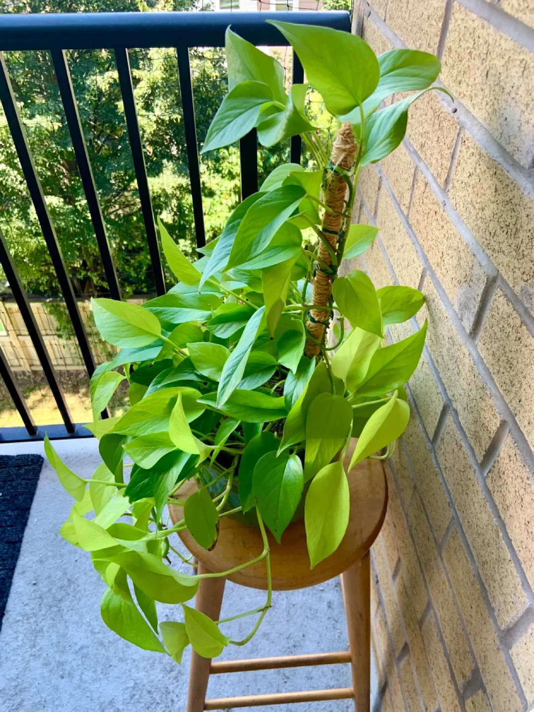 Extra Large Beautiful Neon Pothos Money plant in Shiny Green Pot image indicator(5)
