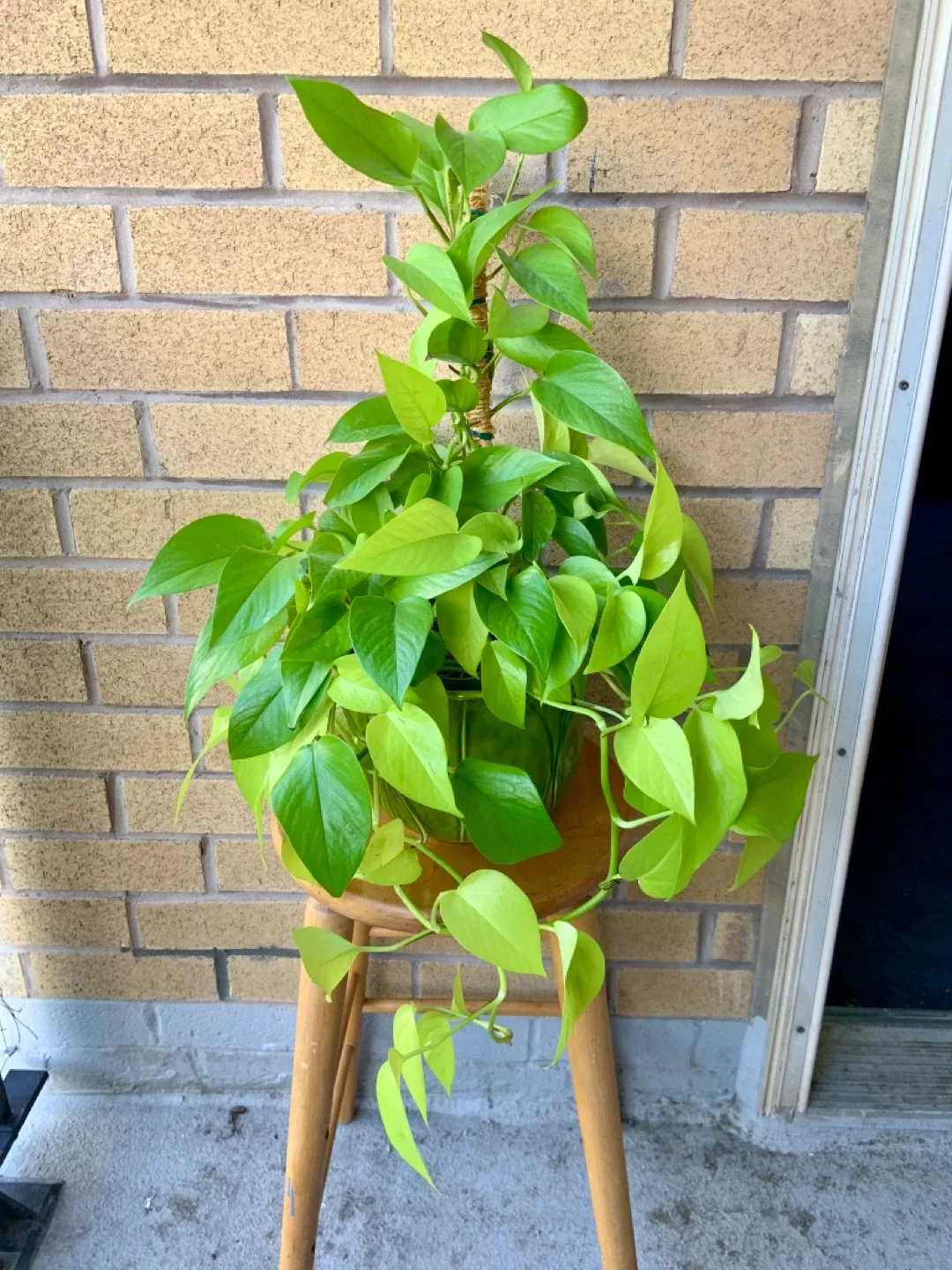 Extra Large Beautiful Neon Pothos Money plant in Shiny Green Pot thumbnail