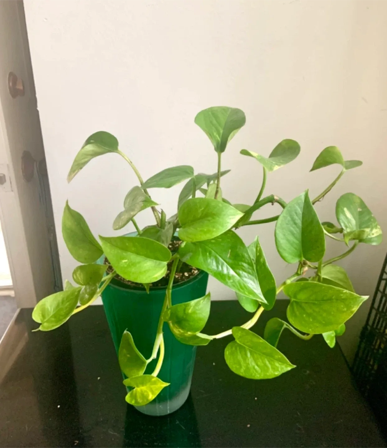 Golden Pothos Plant with vase thumbnail