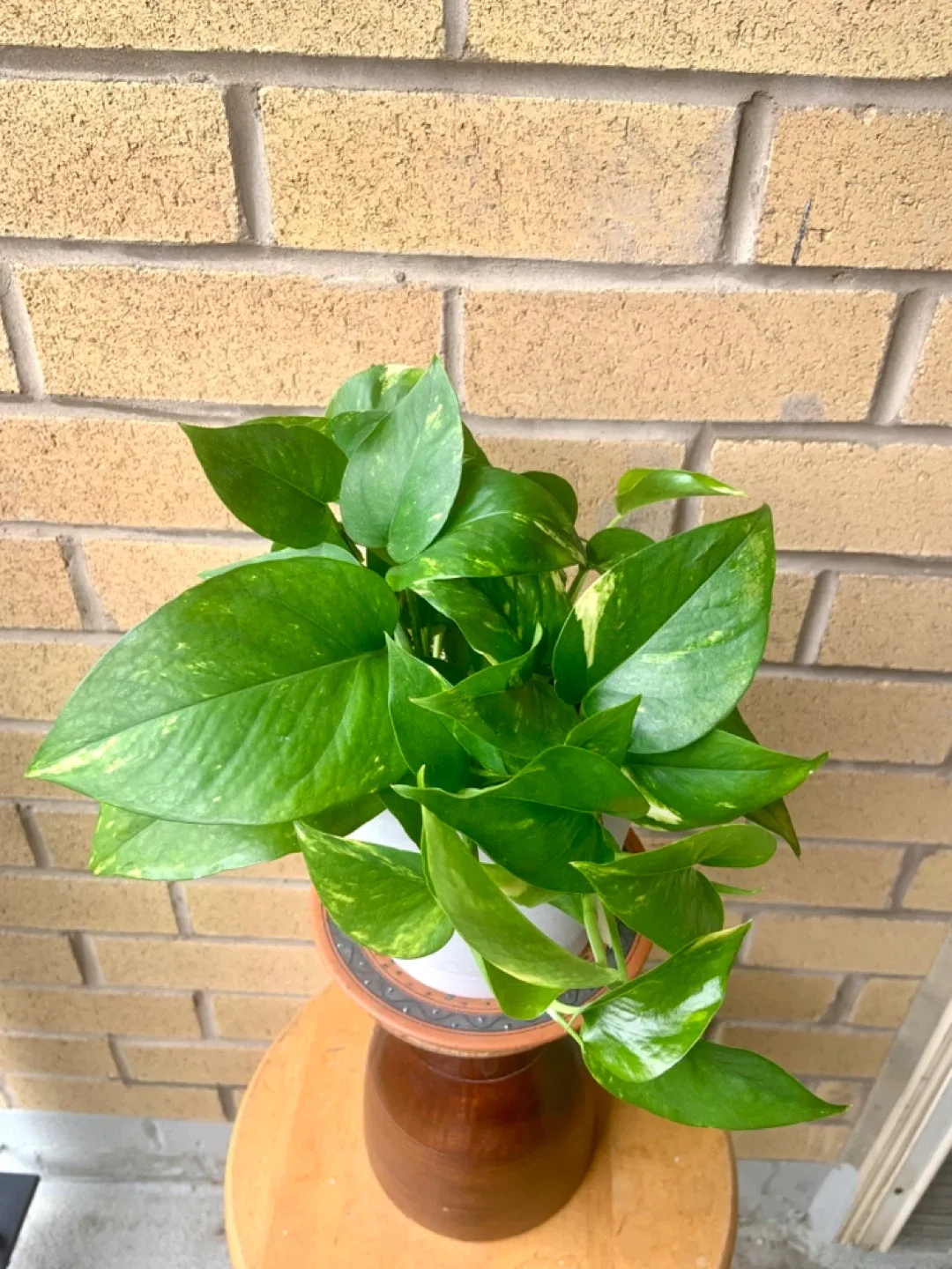 Potted Golden Pothos Plant image indicator(3)