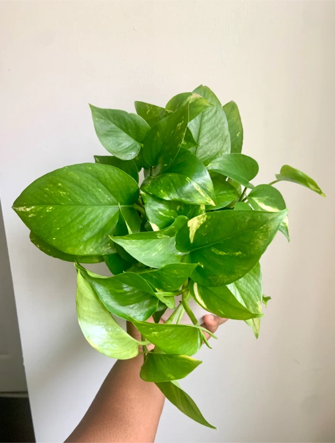 Potted Golden Pothos Plant thumbnail