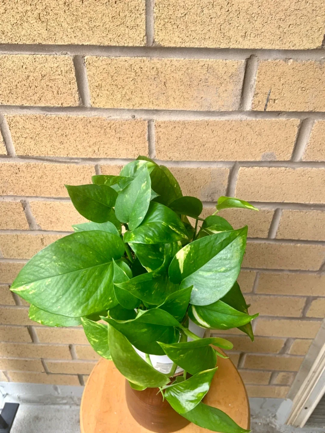 Potted Golden Pothos Plant image indicator(4)