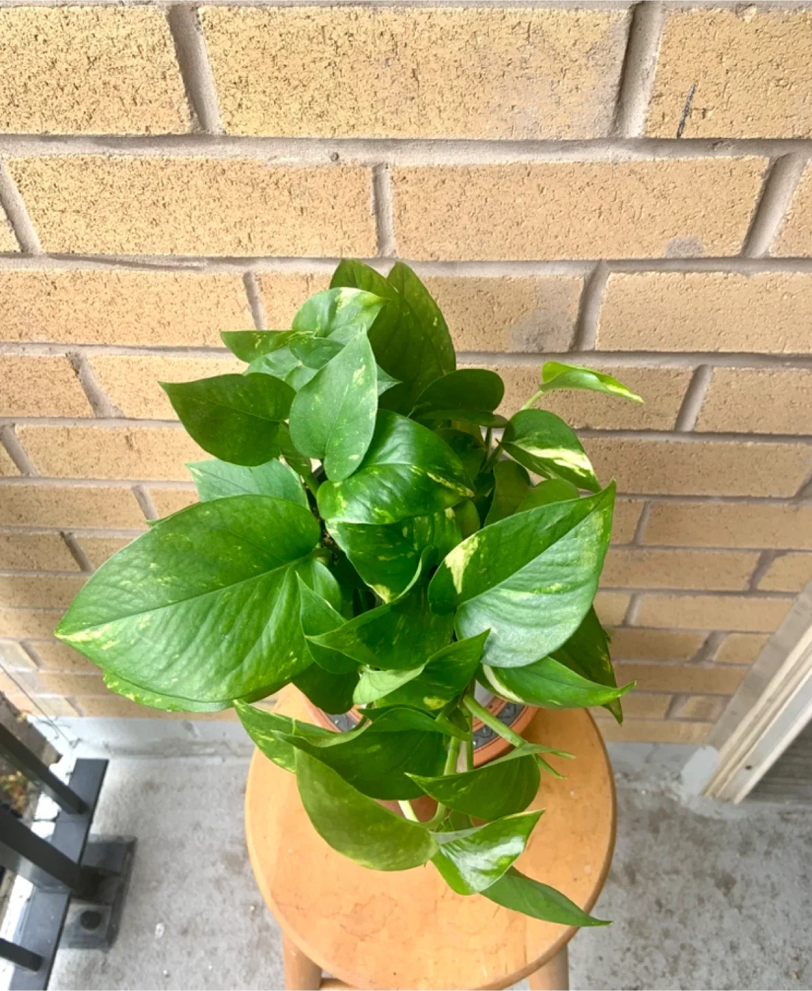 Potted Golden Pothos Plant image indicator(2)