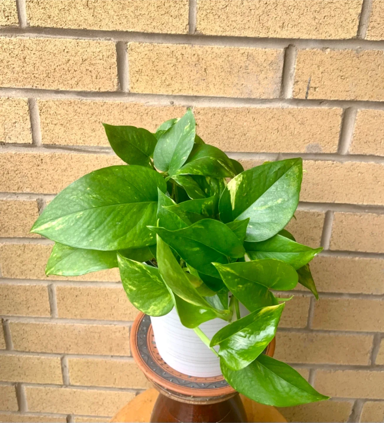 Potted Golden Pothos Plant image indicator(5)