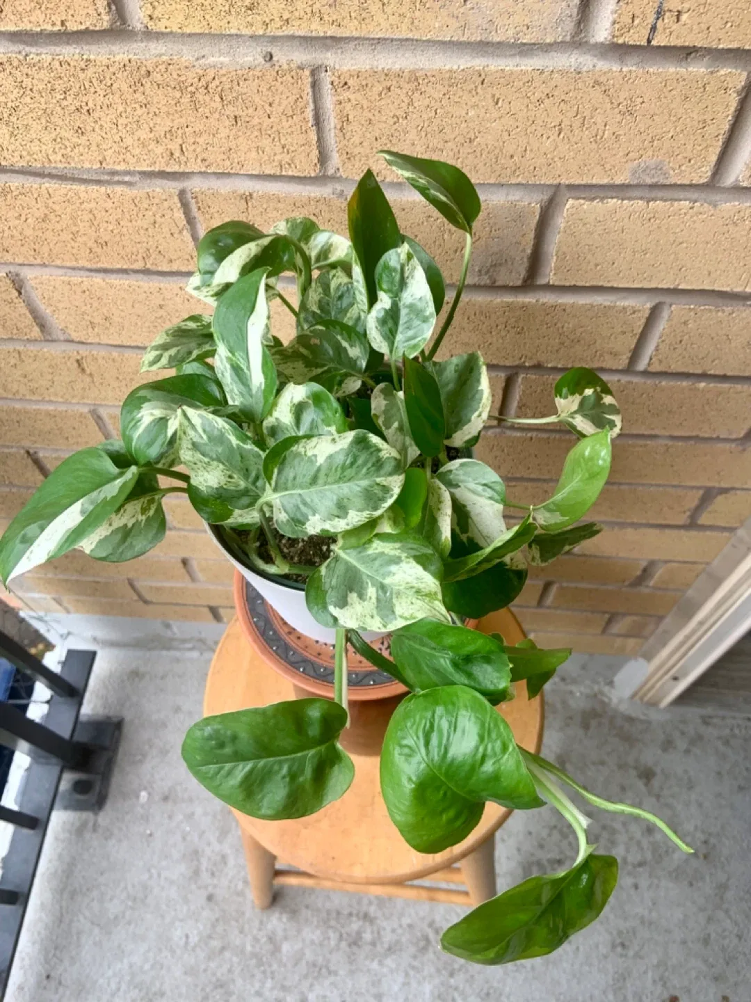 Pearl and Jade Pothos Plant image indicator(3)