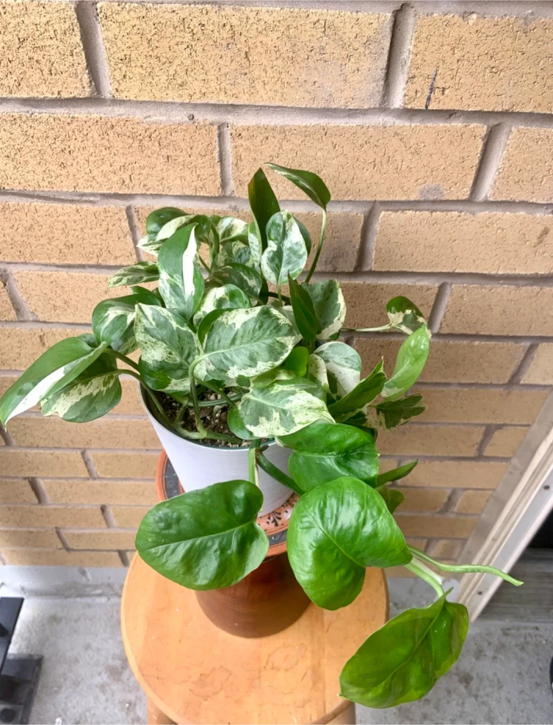 Pearl and Jade Pothos Plant image indicator(4)