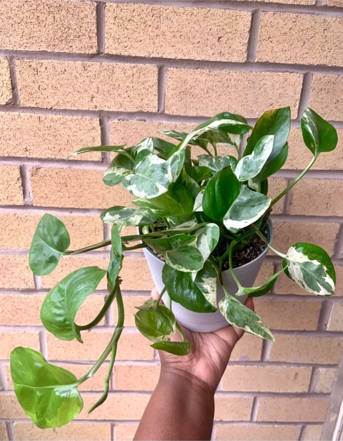 Pearl and Jade Pothos Plant image indicator(2)