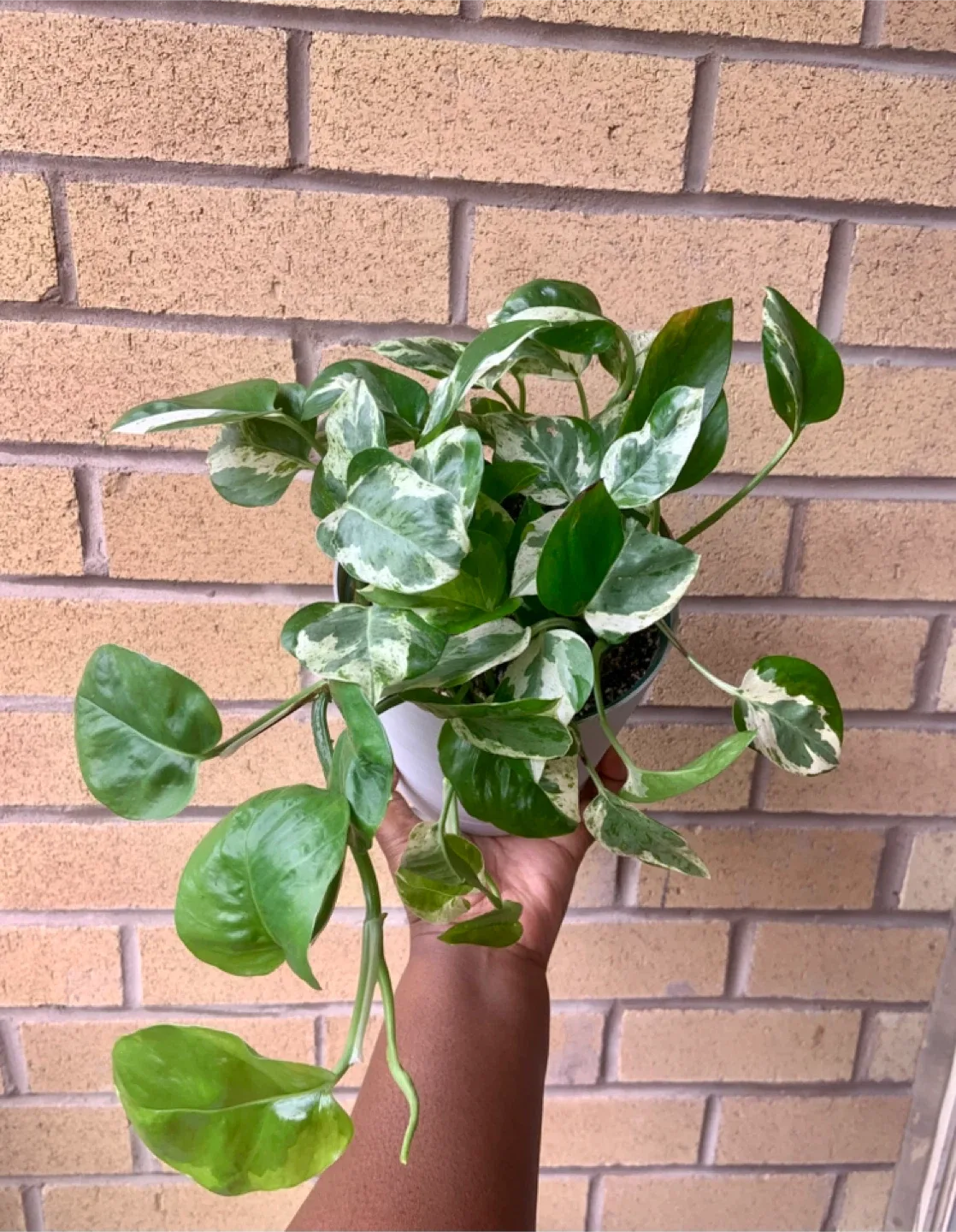 Pearl and Jade Pothos Plant thumbnail