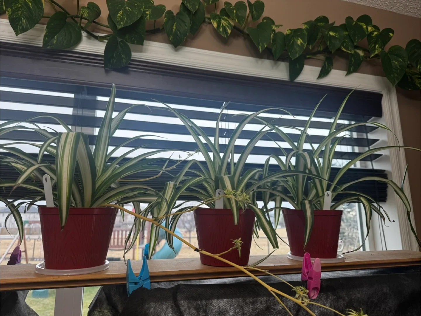 Spider plants in red pots image indicator(2)