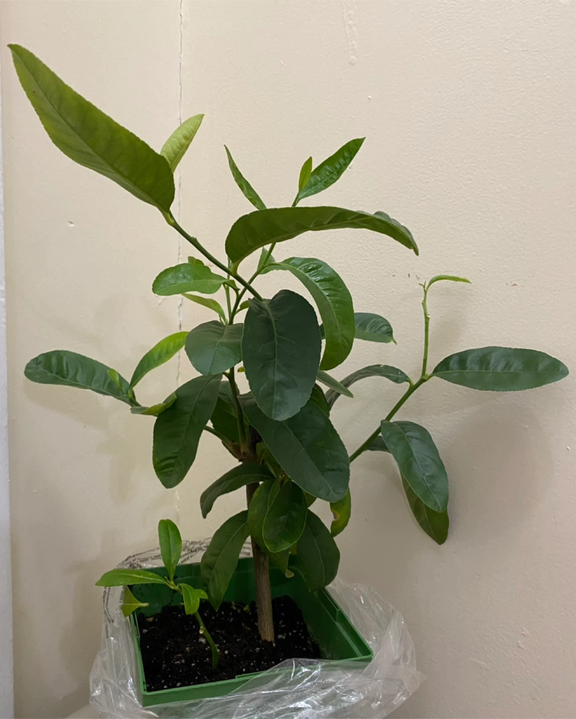 Bangladeshi  jara lemon tree