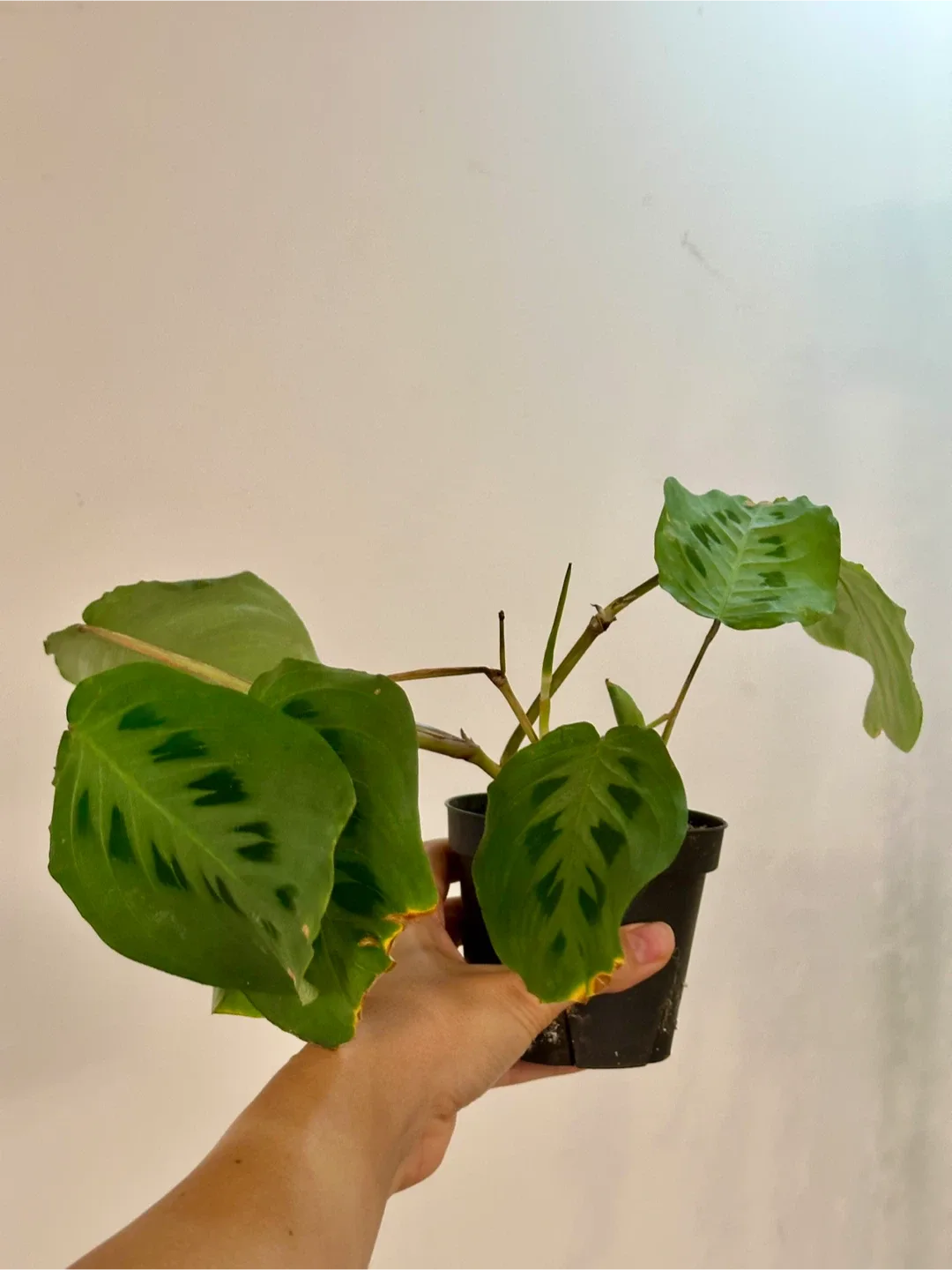 Maranta Rabbit's Foot image indicator(2)