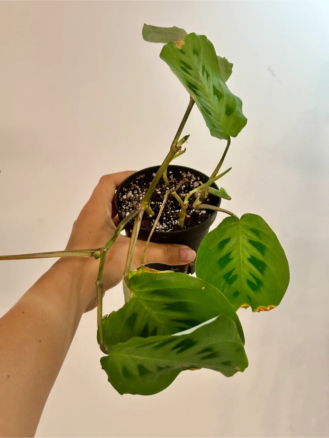 Maranta Rabbit's Foot thumbnail