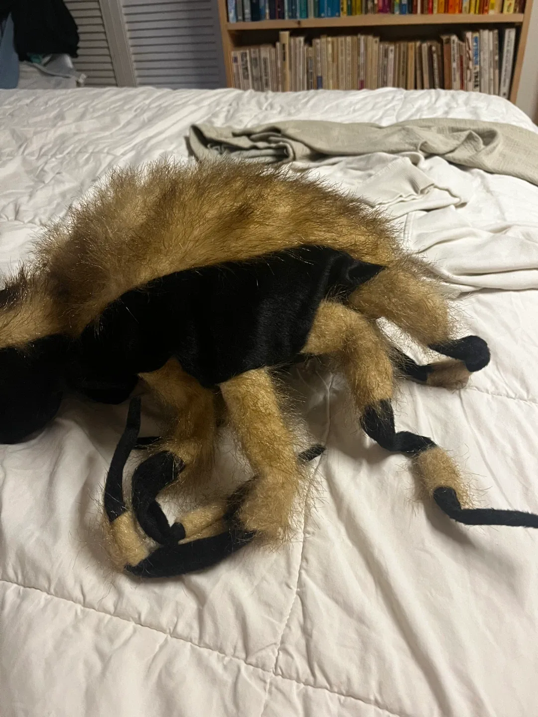 Small Dog or Cat Spider Costume - Size S image indicator(3)