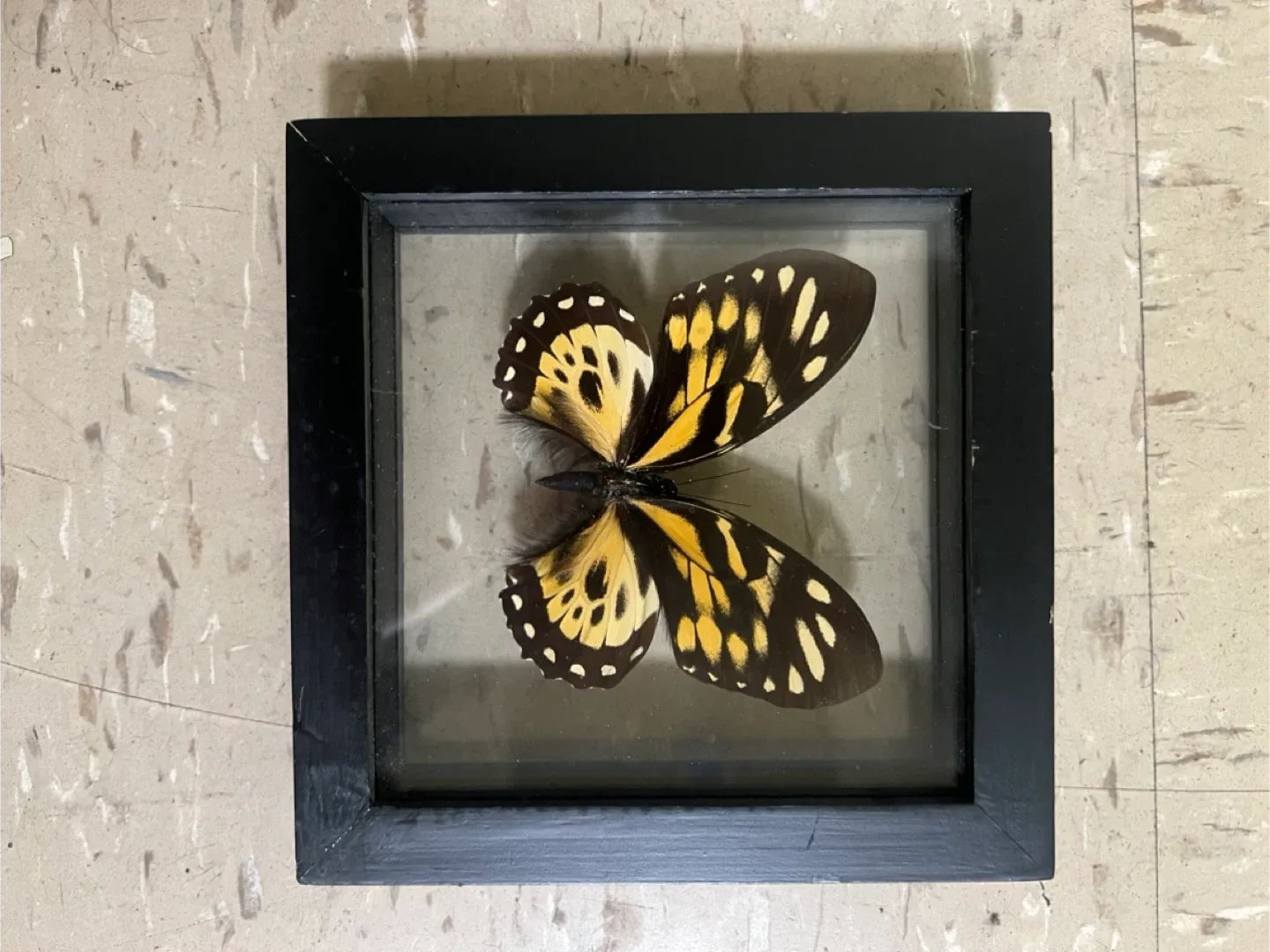 Encased Framed Swallowtail Butterfly thumbnail