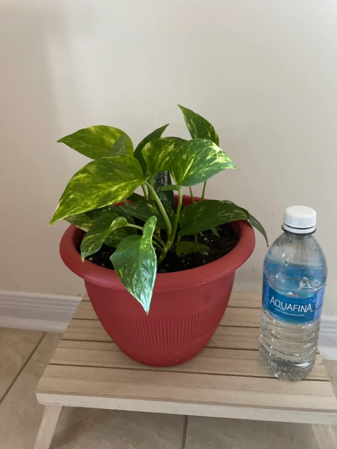 Potted Golden Pothos Plant with stand included image indicator(3)