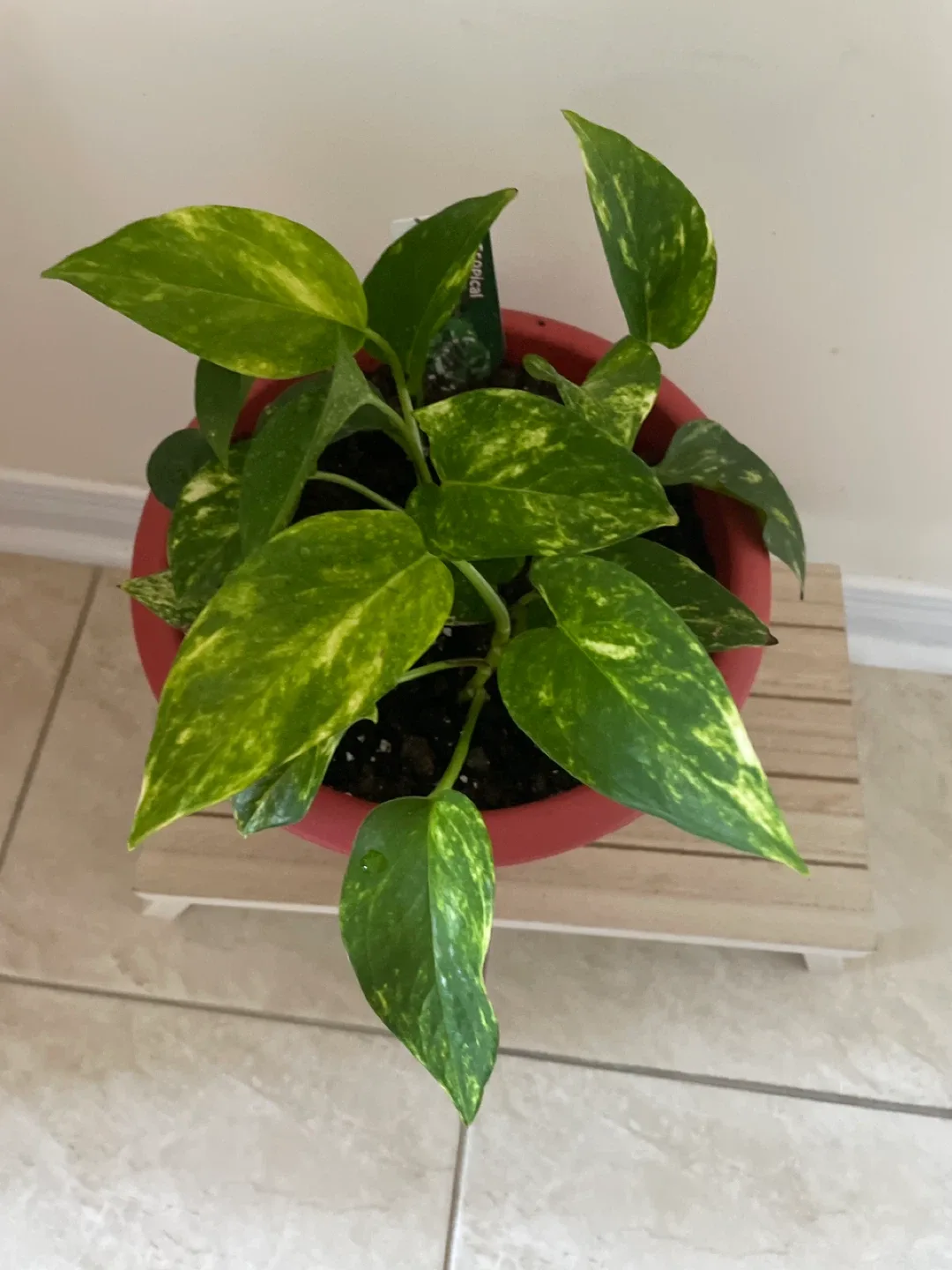 Potted Golden Pothos Plant with stand included image indicator(2)