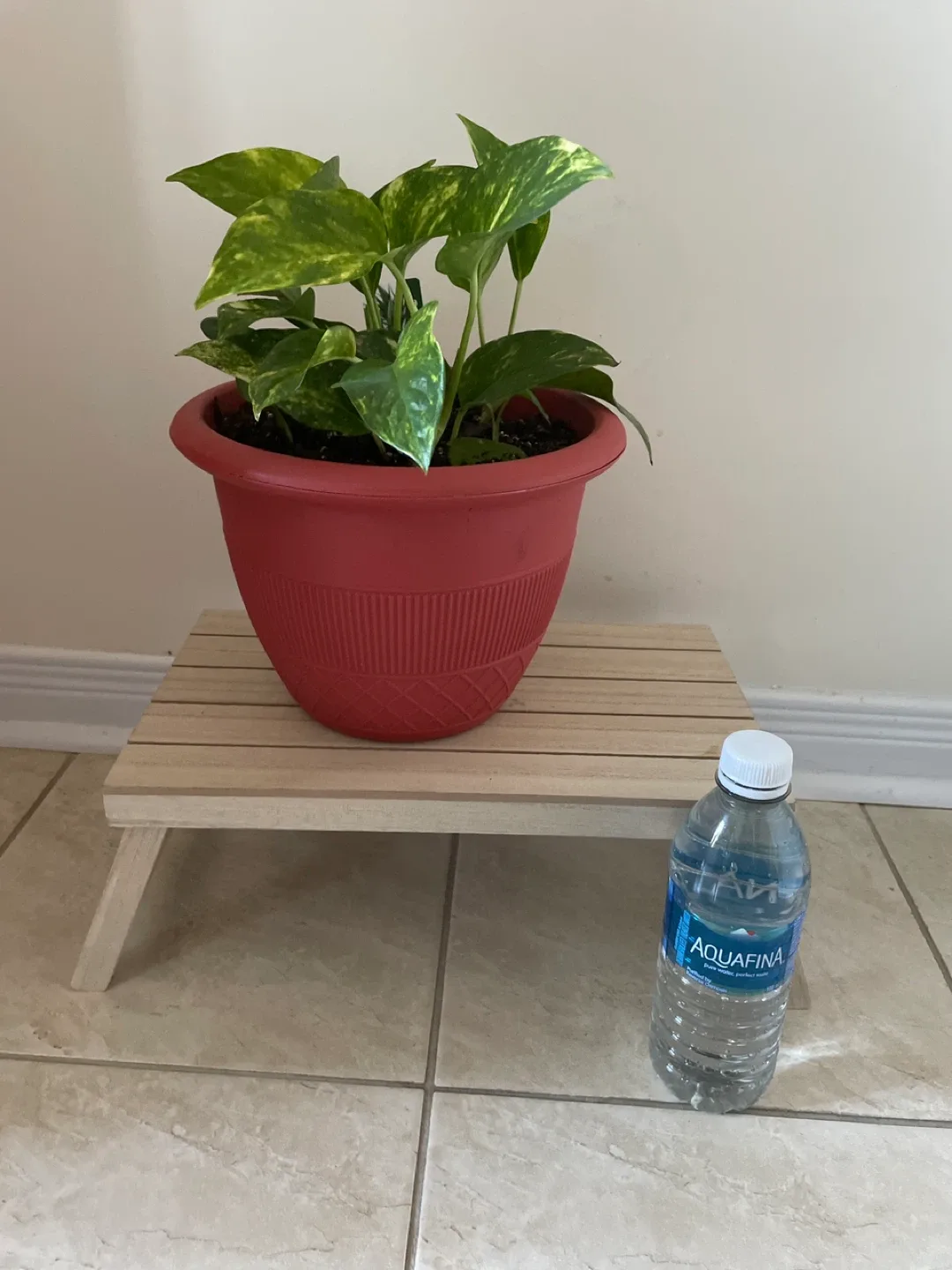 Potted Golden Pothos Plant with stand included image indicator(4)