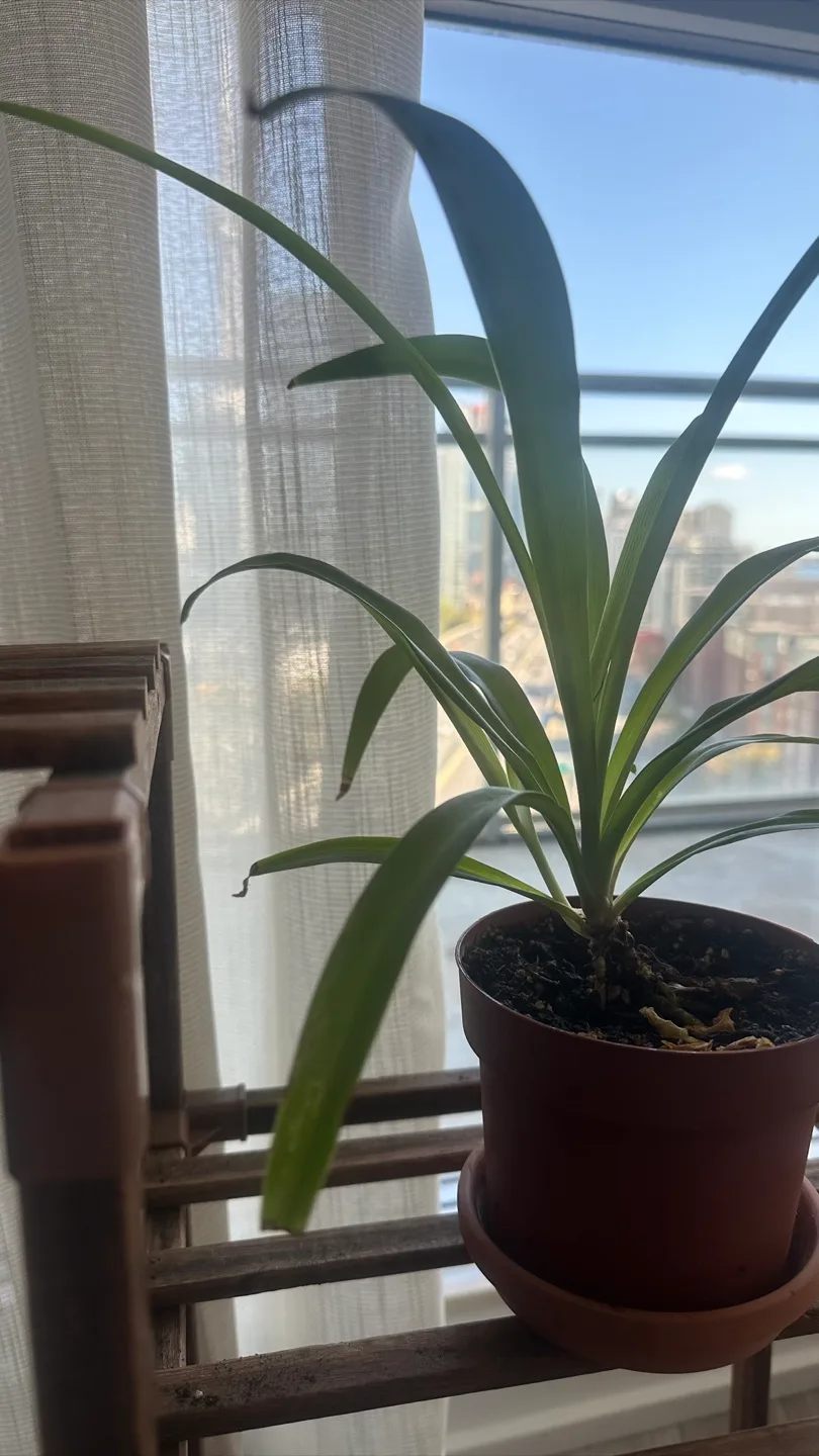 Potted Plants (6 pots) image indicator(6)