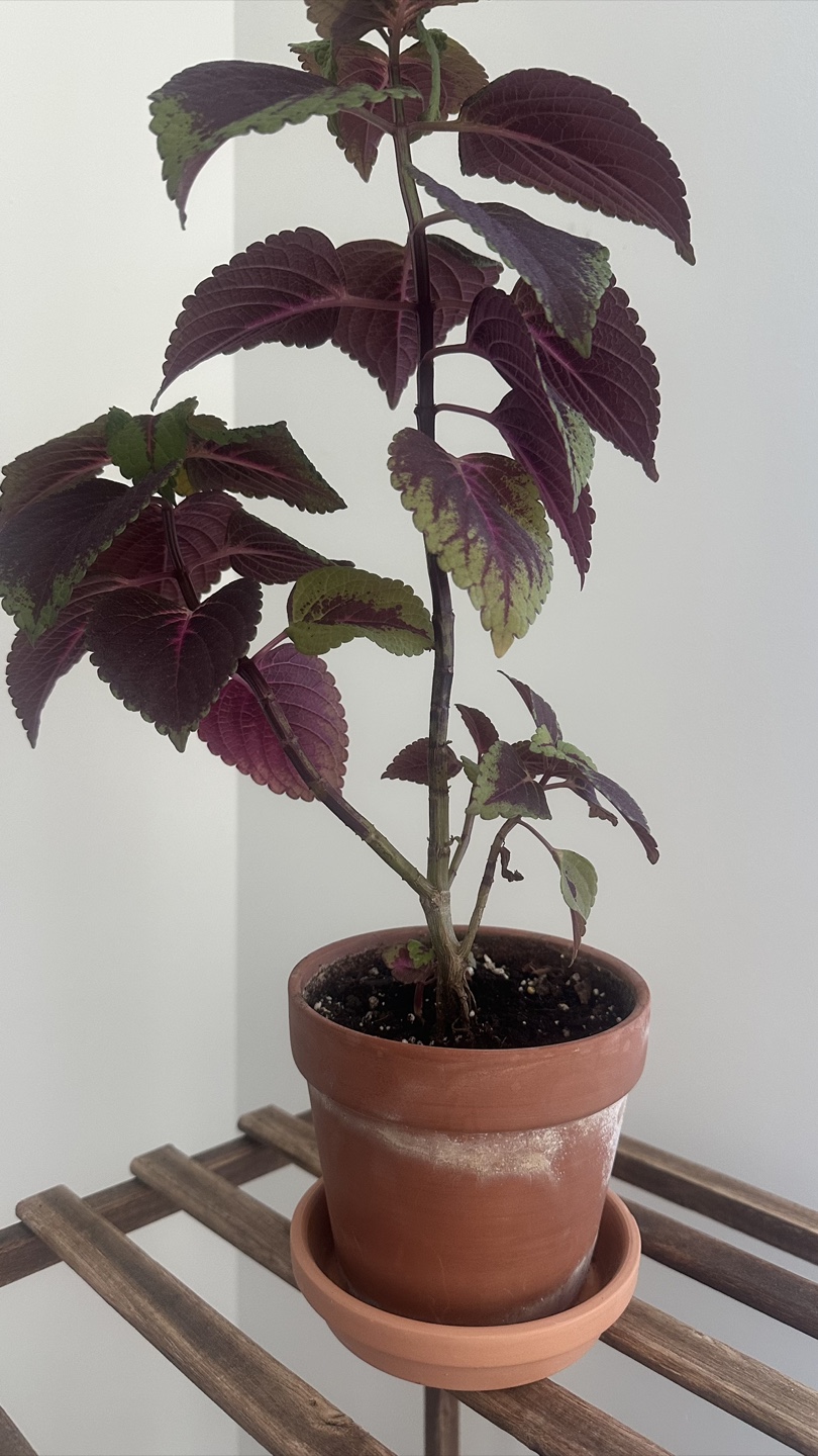 6 Potted Plants (add plants stand $45) - photo 3