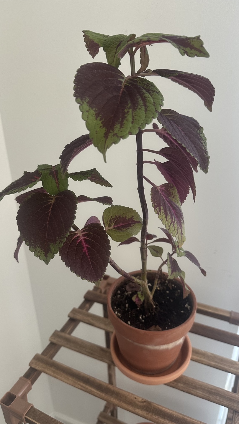 6 Potted Plants (add plants stand $45) - photo 2