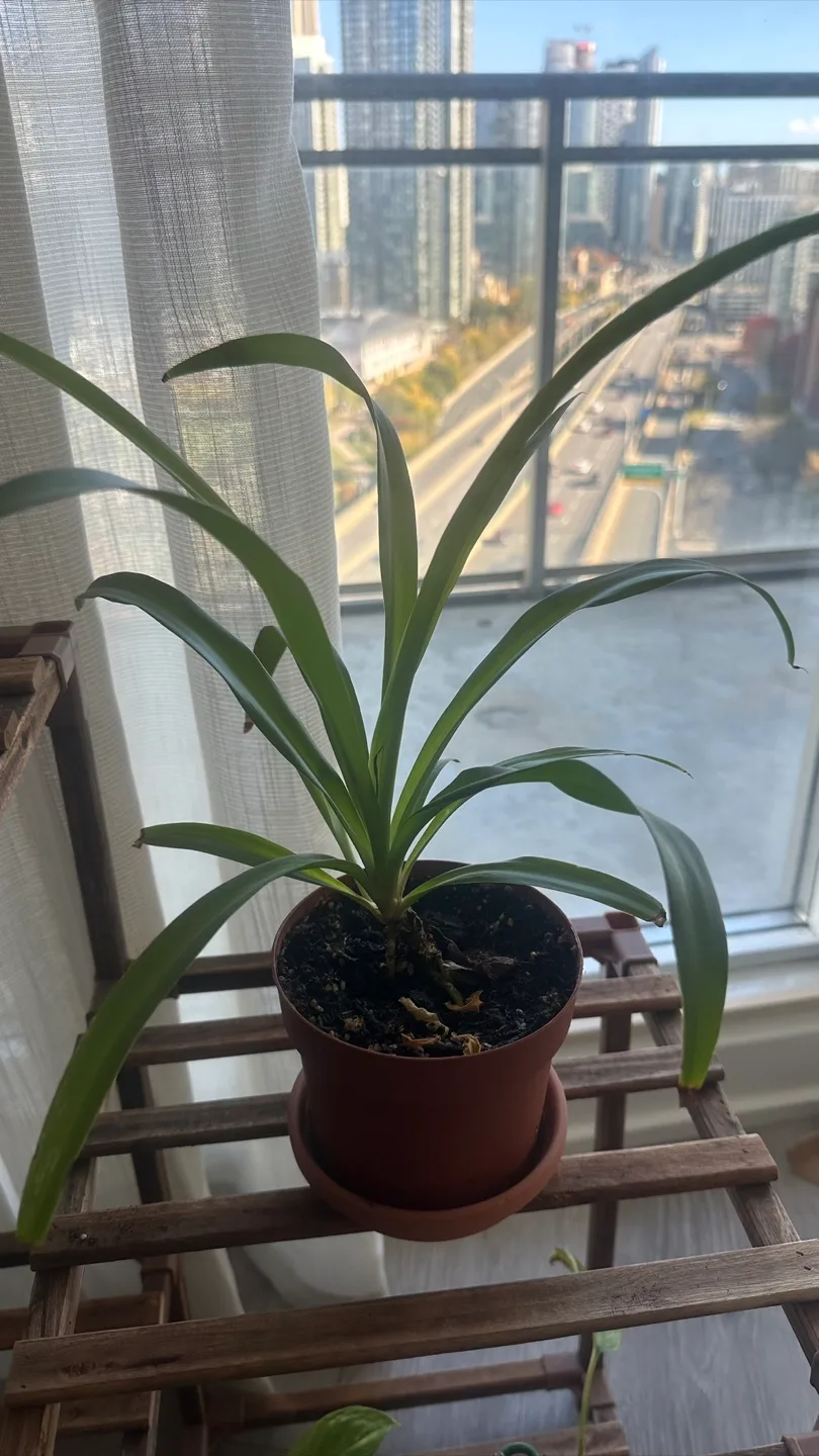 Potted Plants (6 pots) image indicator(5)