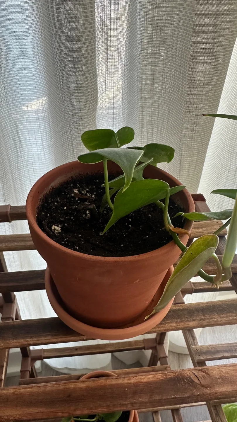 Potted Plants (6 pots) image indicator(4)