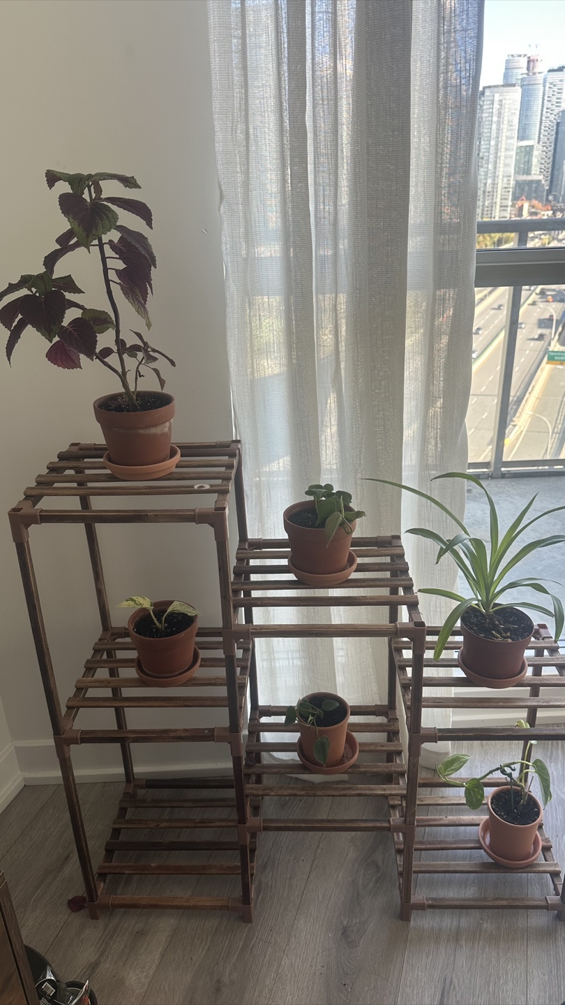 6 Potted Plants (add plants stand $45)