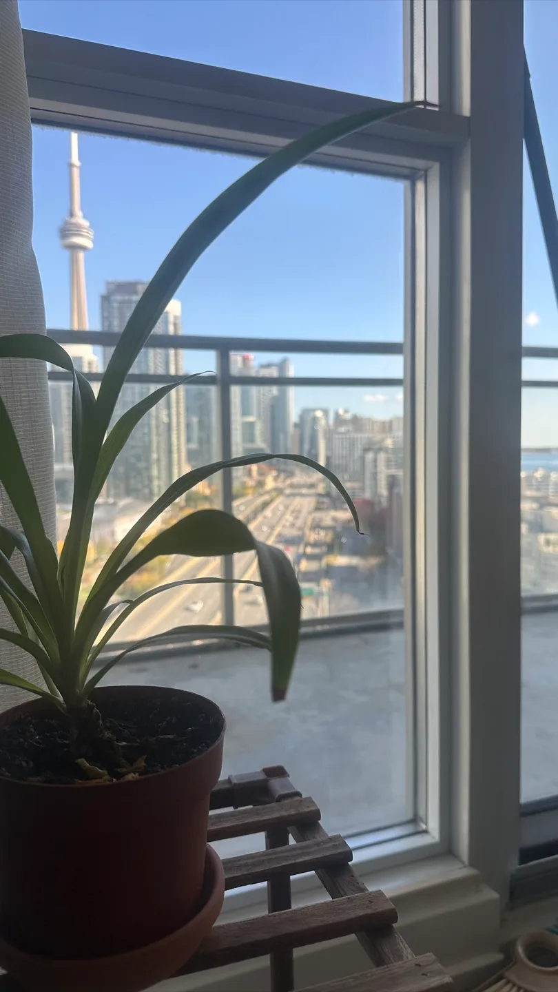 Potted Plants (6 pots) image indicator(7)