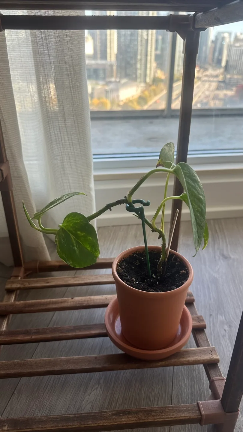 Potted Plants (6 pots) image indicator(8)