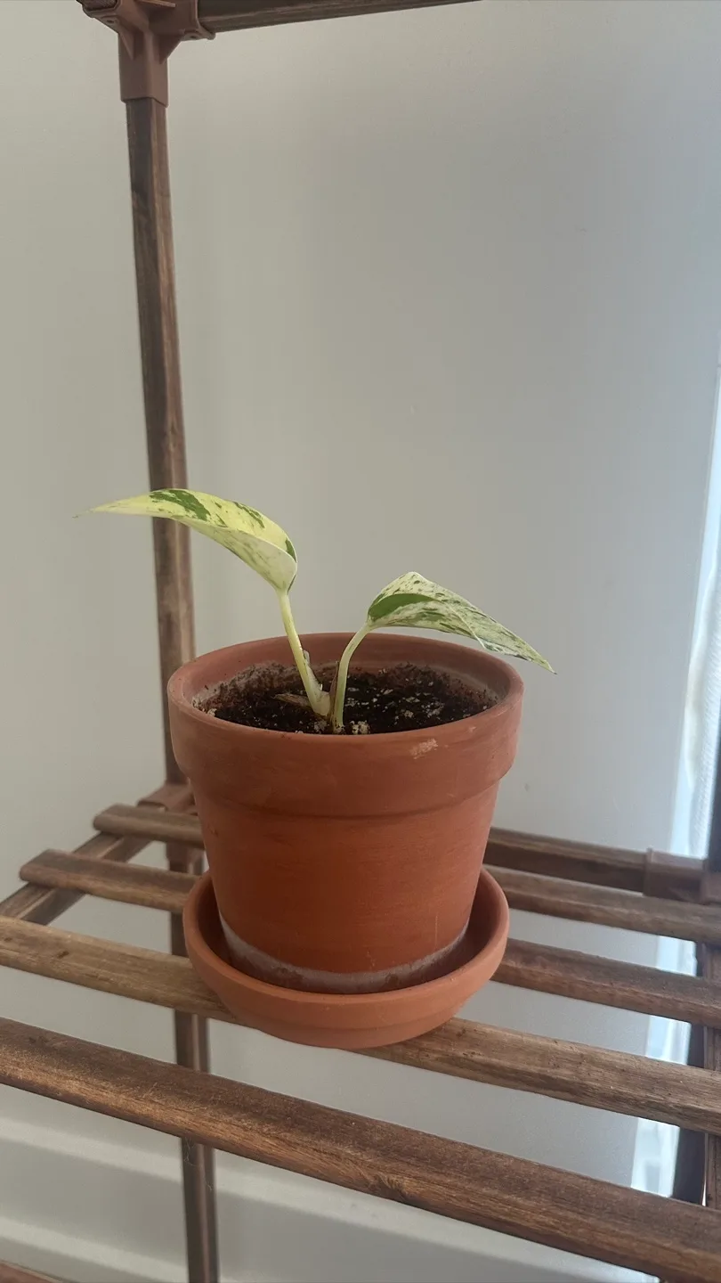 Potted Plants (6 pots) image indicator(10)