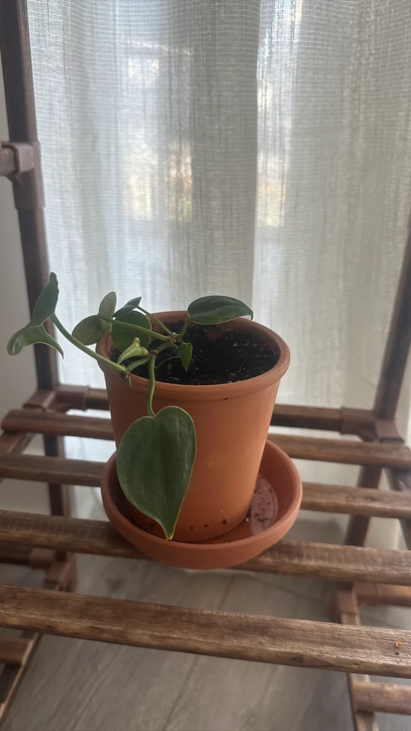 Potted Plants (6 pots) image indicator(9)