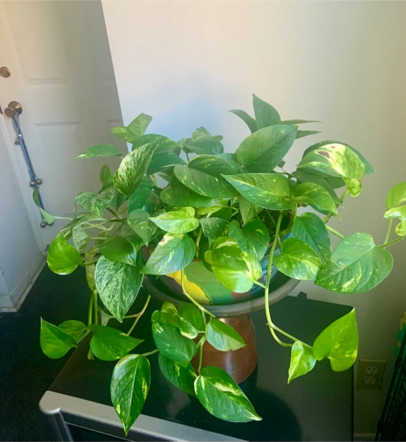 Pothos Plant in Decorative Pot image indicator(5)