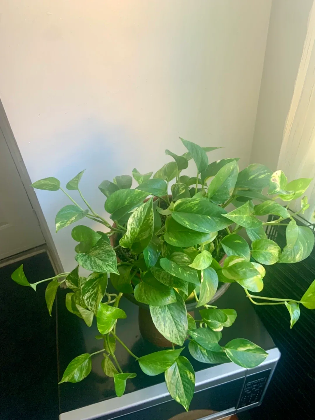 Pothos Plant in Decorative Pot image indicator(4)