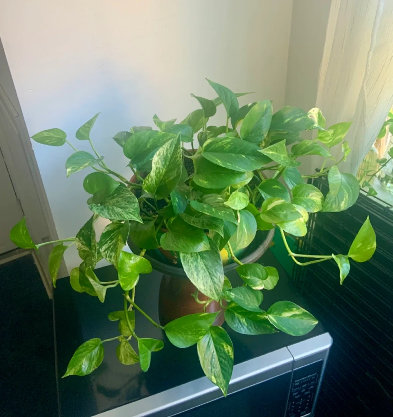Pothos Plant in Decorative Pot image indicator(3)