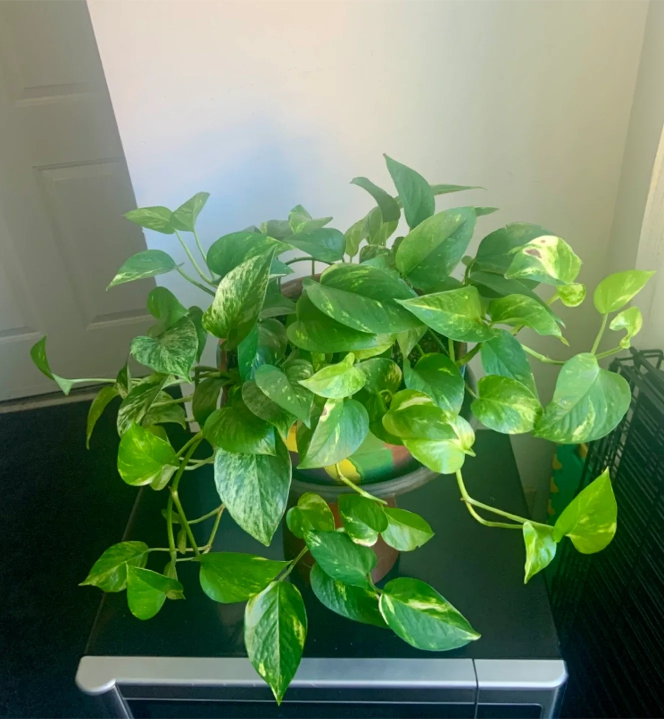 Pothos Plant in Decorative Pot image indicator(2)
